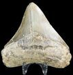 Megalodon Tooth - North Carolina #48287-1